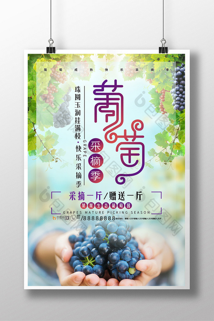 清新葡萄采摘葡萄熟了促销海报