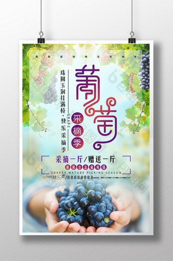 清新葡萄采摘葡萄熟了促销海报图片