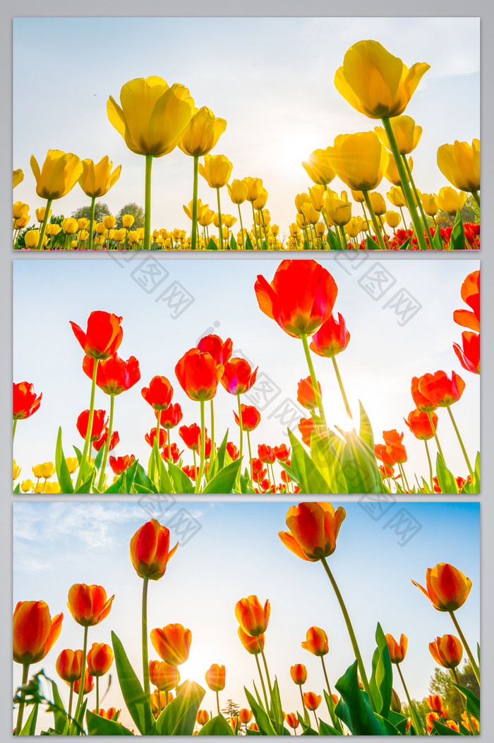 鲜花花朵阳光图片背景图