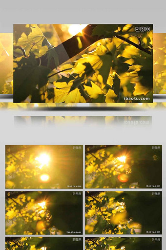 阳光透过缝隙 植物枫叶自然美景小镜头高清图片
