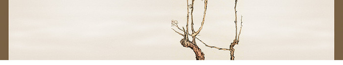 中国风花卉封面画册