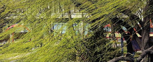 风吹树叶晃动的哗哗声