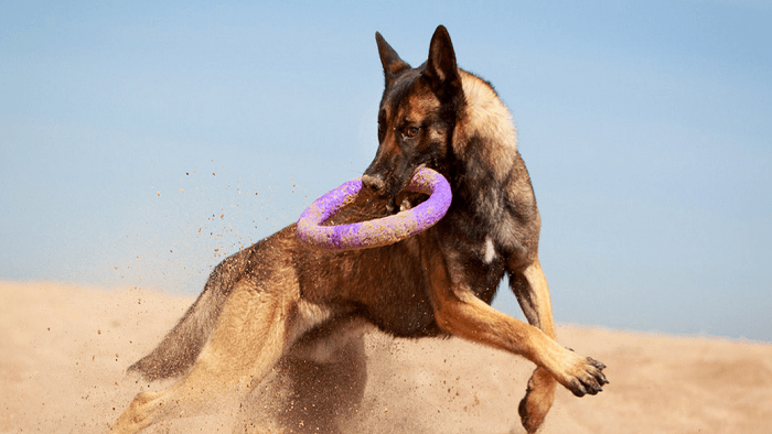 大狼狗凶猛敌意的吼叫声