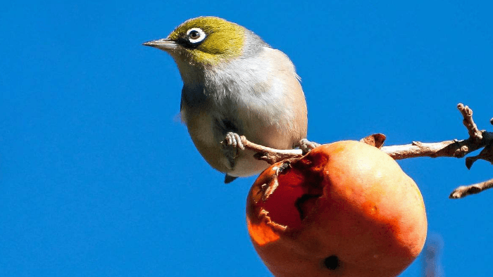 母绣眼鸟婉转嘹亮的叫声