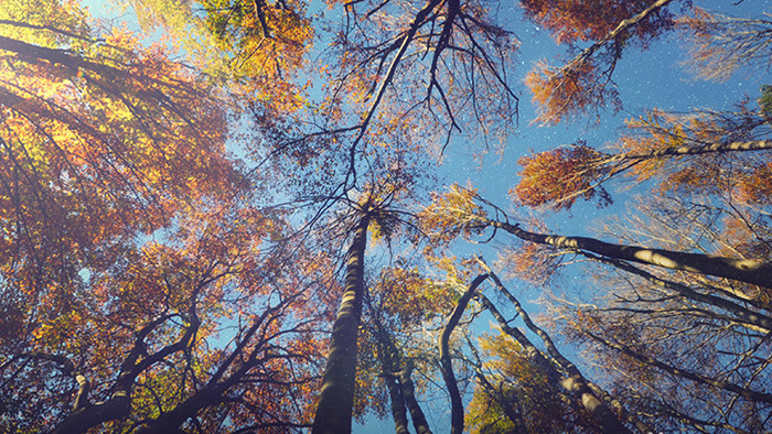 秋天回忆森林4K循环动态背景高清视频素材