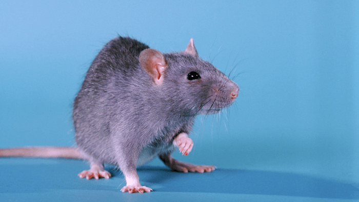 老鼠吃东西发出咚咚咚的声音