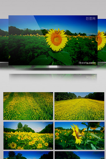 4K高清向日葵大自然晚会背景视频图片