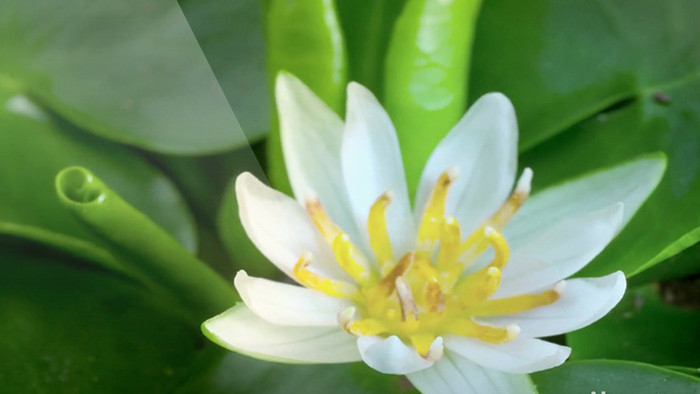 高清特写实拍花开延时视频素材