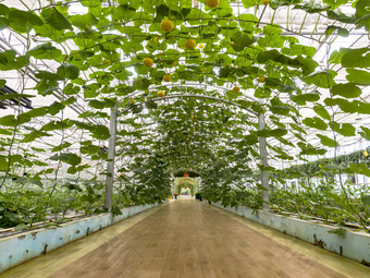 大棚种植绿色有机蔬菜摄影图