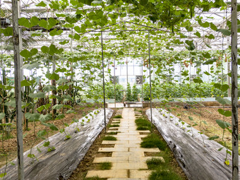 绿色有机大棚种植蔬菜摄影图