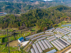 美丽乡村大棚农业种植油菜花航拍摄影图