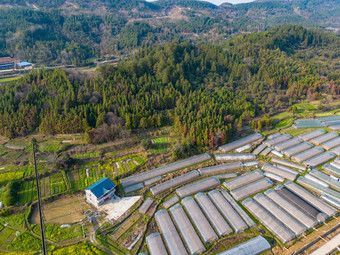 美丽乡村大棚农业种植油菜花航拍摄影图