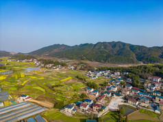 美丽乡村大棚农业种植油菜花航拍摄影图