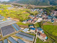 美丽乡村大棚农业种植油菜花航拍摄影图