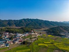 美丽乡村大棚农业种植油菜花航拍摄影图