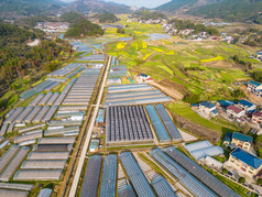 美丽乡村大棚农业种植油菜花航拍摄影图