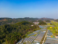 美丽乡村大棚农业种植油菜花航拍摄影图