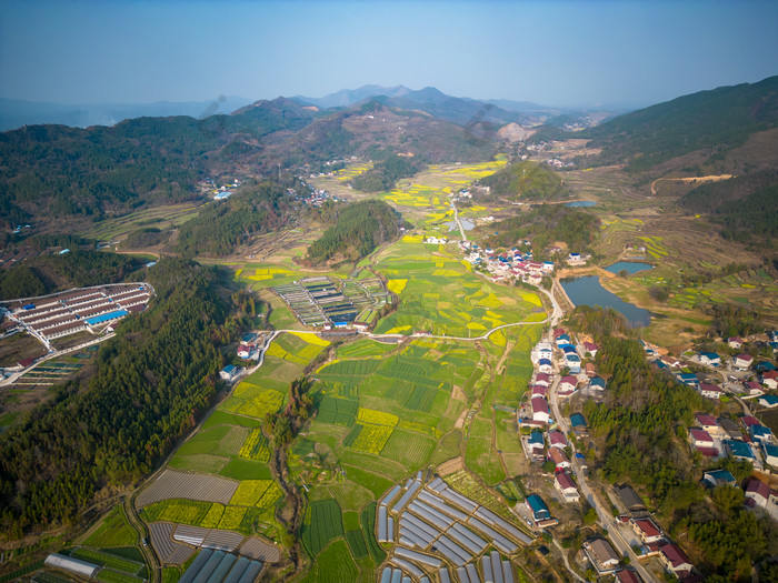 美丽乡村田园农业种植油菜花航拍图