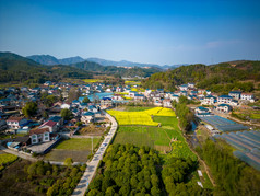 美丽乡村田园农业种植油菜花航拍图