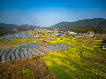 美丽乡村<strong>田园</strong>农业种植油菜花航拍图