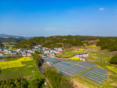 农田油菜花美丽乡村航拍摄影图