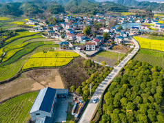 农田油菜花美丽乡村航拍摄影图