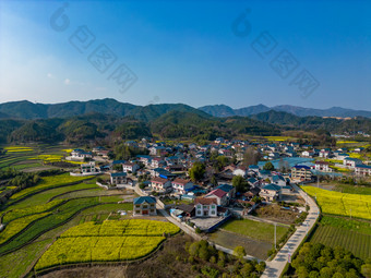 农田油菜花美丽乡村航拍摄影图