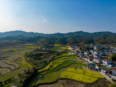 农田油菜花美丽乡村航拍摄影图