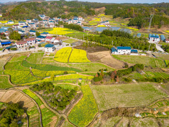 丘陵山川农田油菜花美丽乡村航拍摄影图