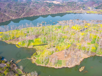 山川湖泊美丽乡村油菜花航拍图