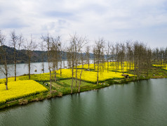 乡村田园金黄油菜花盛开航拍摄影图