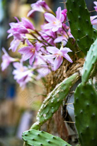 植物<strong>花草</strong>树木嫩芽