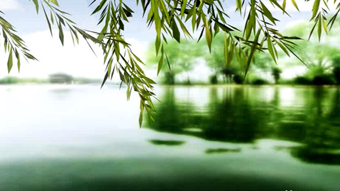 春风又绿柳树河岸中国风晚会舞台视频素材