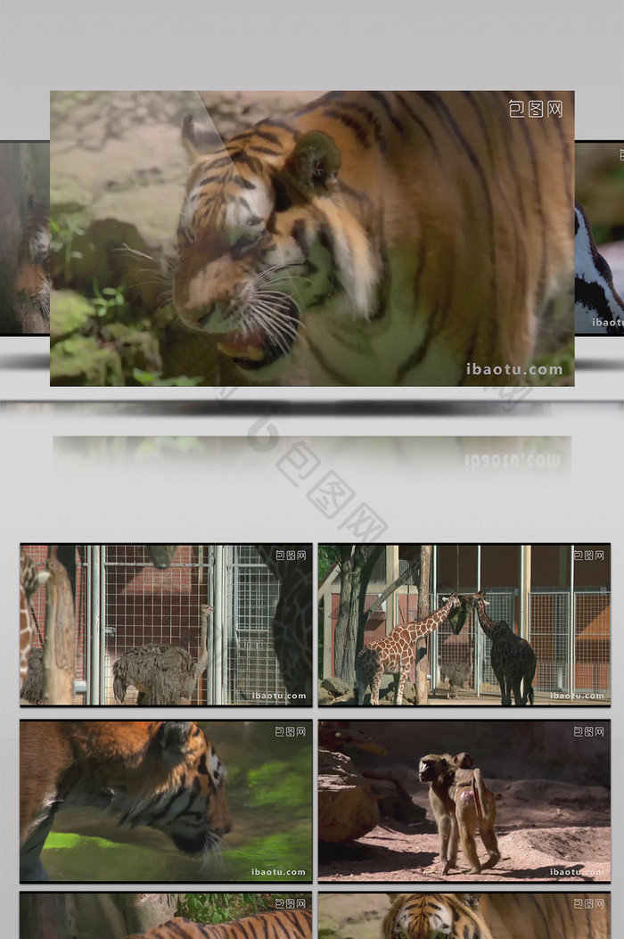 野生动物园多种动物实拍高清视频素材