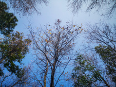 掉落树枝树干秋色