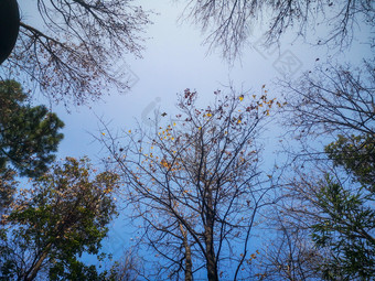 掉落树枝树干秋色
