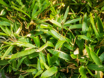 <strong>端午</strong>节粽叶植物树枝树叶摄影图