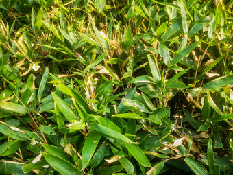 端午节粽叶植物树枝树叶摄影图