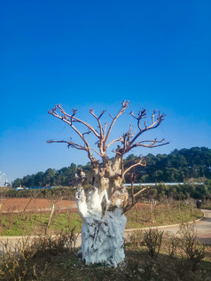 湖南省植物园各种植物摄影图