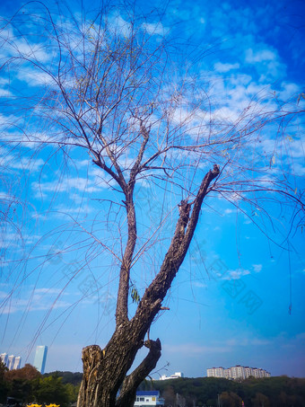 <strong>花草</strong>树木蓝天白云自然风光摄影图