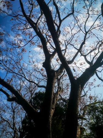 <strong>花草</strong>树木蓝天白云自然风光摄影图