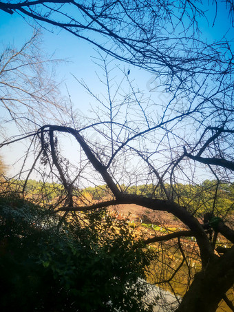 蓝天<strong>枯树</strong>枝植物摄影图
