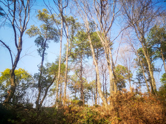 蓝天树枝树叶植物摄影图