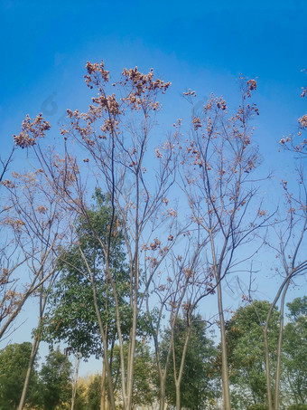 蓝天下的树枝摄影图
