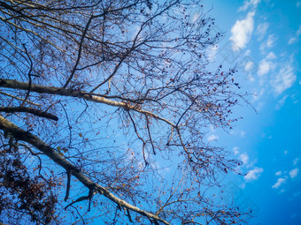 蓝天下枯树枝掉落树叶秋景摄图