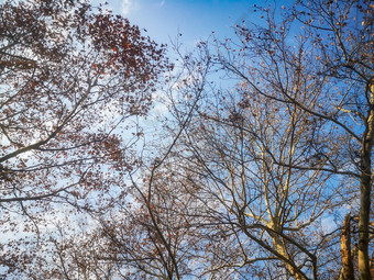 蓝天下枯树枝掉落树叶秋景摄图