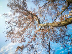 蓝天下秋天枯黄树叶植物摄影图