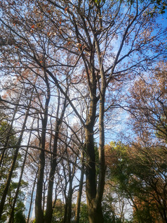 蓝天下秋天枯黄树叶植物摄影图