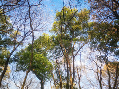 蓝天下秋天枯黄树叶植物摄影图