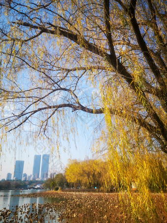 蓝天下秋天枯黄树叶植物摄影图